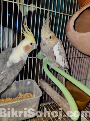 1 pair Cockatiel রানিং কোকাটেল